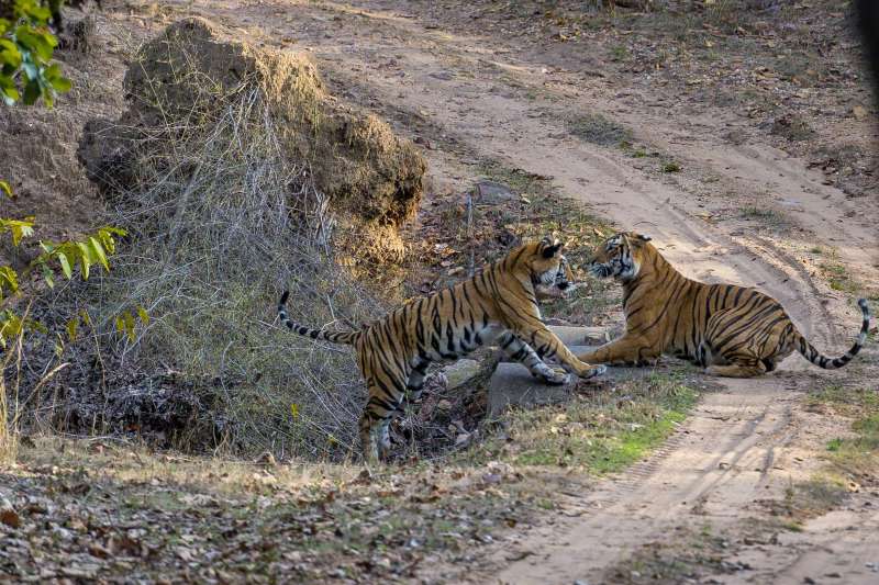 Tigres et temples : l'Inde sauvage !