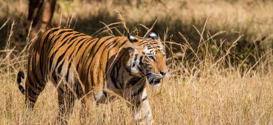 Safaris aux parcs de Kanha et Bandhavgarh à la recherche des tigres, temples à Orccha et Khajuraho, l'Inde culture et nature !