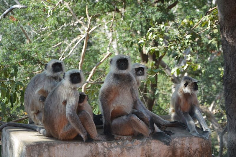 Rencontre avec des singes - Ranakpur - Rajasthan - Inde
