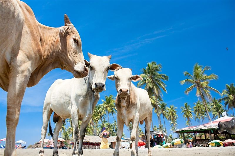 Vaches sur une plage tropicale - Goa - Inde