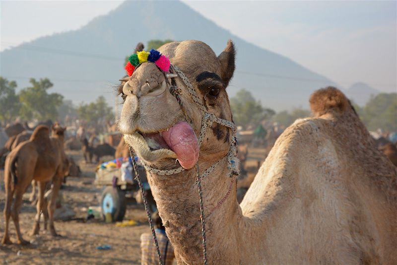 Best of du Rajasthan avec, en prime, la foire aux chameaux du festival de Pushkar et la fête des lumières de Diwali