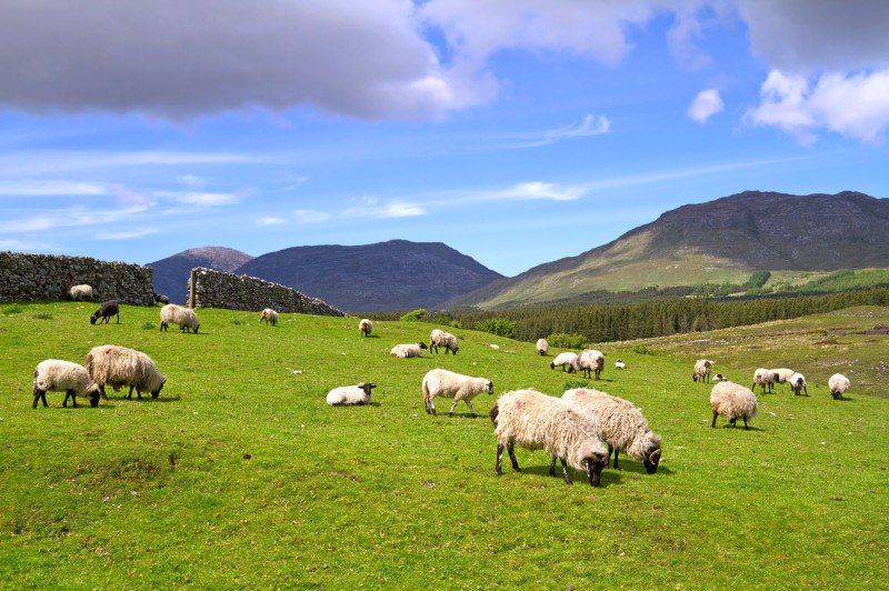 Aventure en famille, des mystères du Connemara aux rivages des îles d'Aran...