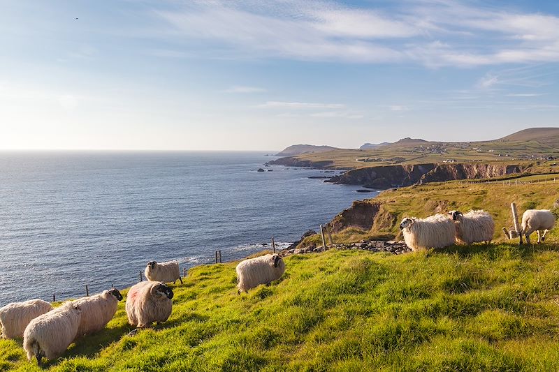 Ascension des plus beaux sommets Irlandais, pour de sublimes randonnées dans les régions du Wicklow et du Kerry !