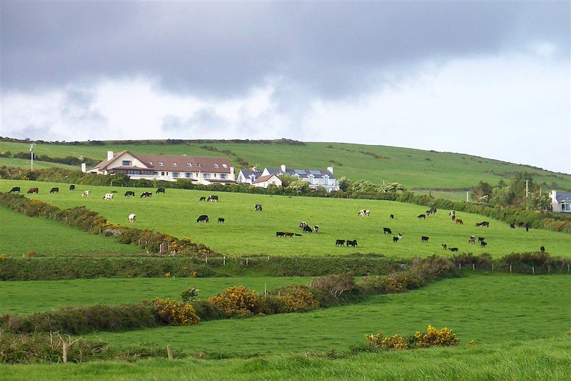 Anneau du Kerry et péninsule de Dingle : randonnées à la découverte des incontournables du sud-ouest irlandais. 