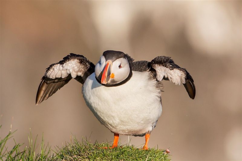 Macareux moine - Islande