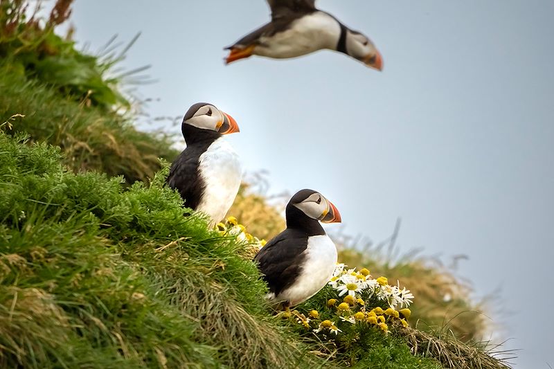 Macareux moines - Dyrhólaey - Islande