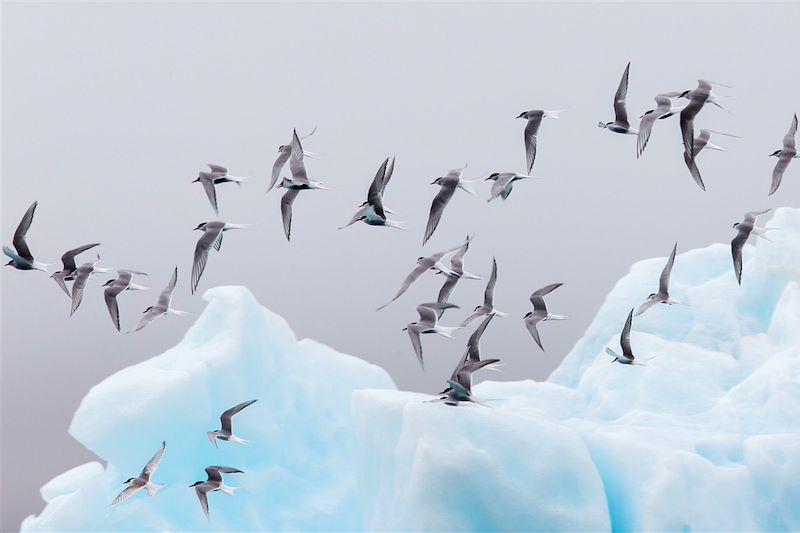 Les plus beaux spots du sud de l'Islande, en version hivernale, raquettes aux pieds et aurores boréales dans le ciel