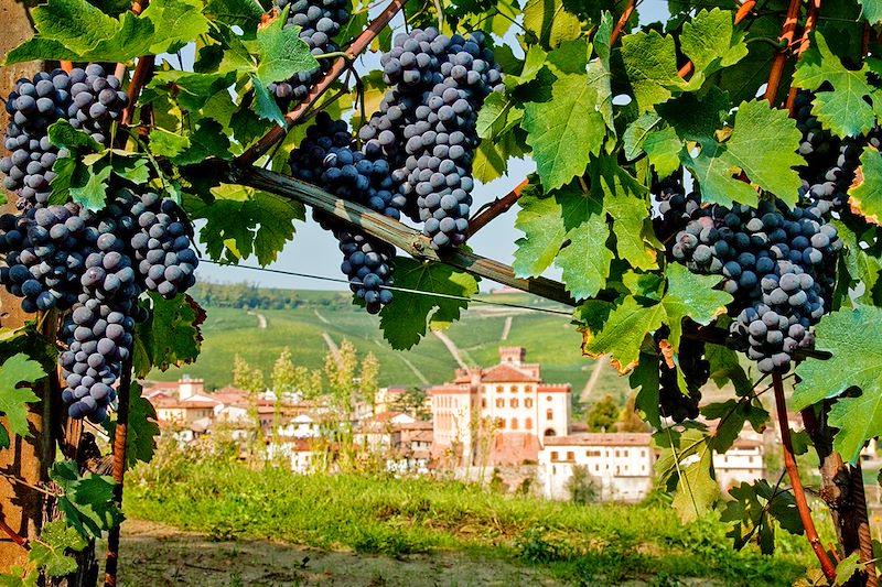 Randonnée œnologique semi-itinérante du Piémont avec découverte de Turin, Asti, et Alba, capitale de la truffe blanche