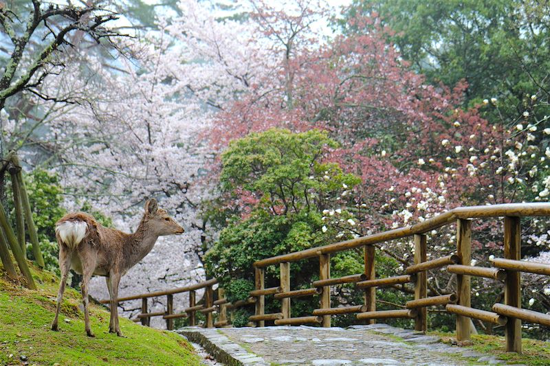 Best of de l'île de Honshu, Tokyo, Nikko, Yamanakako, Mont Fuji, Kyoto, Nara et Osaka en mode tranquille