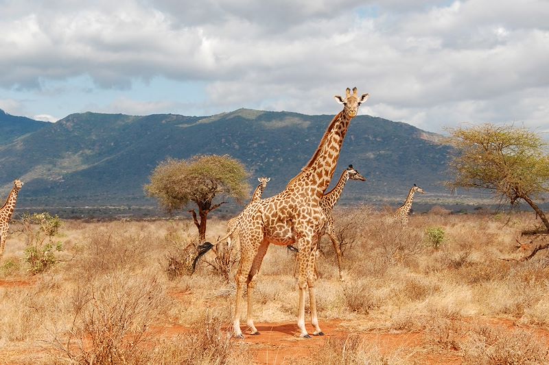 Grand safari du Kenya à la Tanzanie en lodge dans les parcs mythiques: NGorongoro, Serengeti, Masai Mara, Amboseli,Tsavo, Naivasha