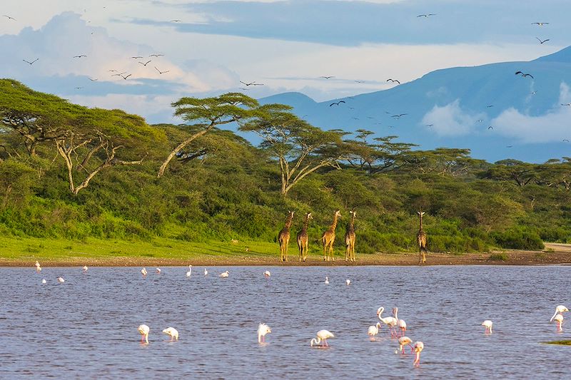 Grand safari du Kenya à la Tanzanie en lodge dans les parcs mythiques: NGorongoro, Serengeti, Masai Mara, Amboseli,Tsavo, Naivasha