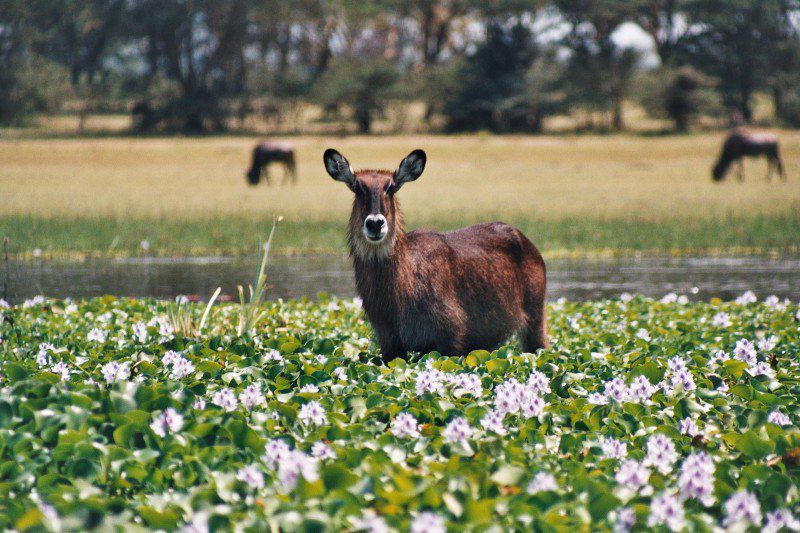 Safari confort dans les plus beaux parcs du Kenya et de la Tanzanie et découverte de Zanzibar