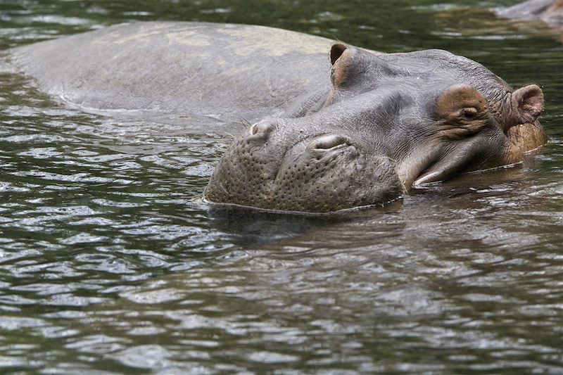 Safari confort dans les plus beaux parcs du Kenya et de la Tanzanie et découverte de Zanzibar