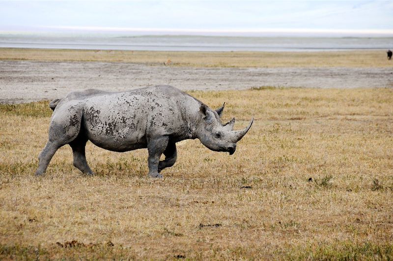 Safari confort dans les plus beaux parcs du Kenya et de la Tanzanie et découverte de Zanzibar