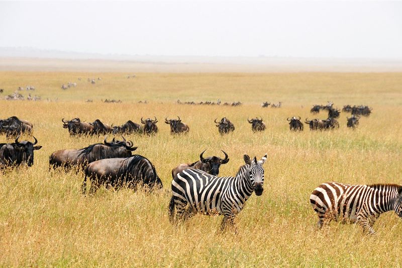 Safari confort dans les plus beaux parcs du Kenya et de la Tanzanie et découverte de Zanzibar