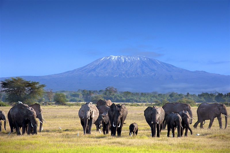 Safari confort dans les plus beaux parcs du Kenya et de la Tanzanie et découverte de Zanzibar