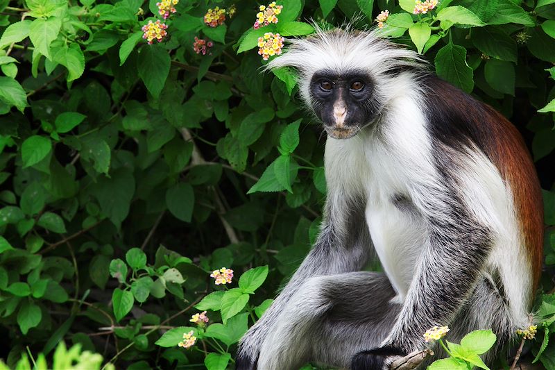 Safari confort dans les plus beaux parcs du Kenya et de la Tanzanie et découverte de Zanzibar