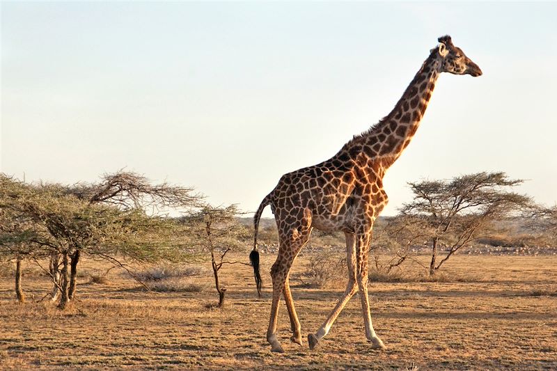 Safari confort dans les plus beaux parcs du Kenya et de la Tanzanie et découverte de Zanzibar