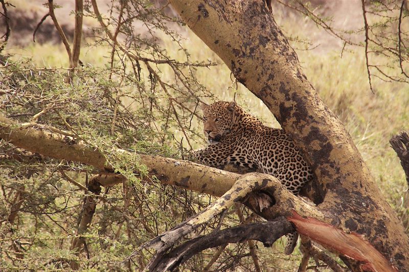 Safari confort dans les plus beaux parcs du Kenya et de la Tanzanie et découverte de Zanzibar