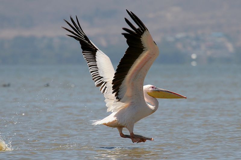 Safari confort dans les plus beaux parcs du Kenya et de la Tanzanie et découverte de Zanzibar