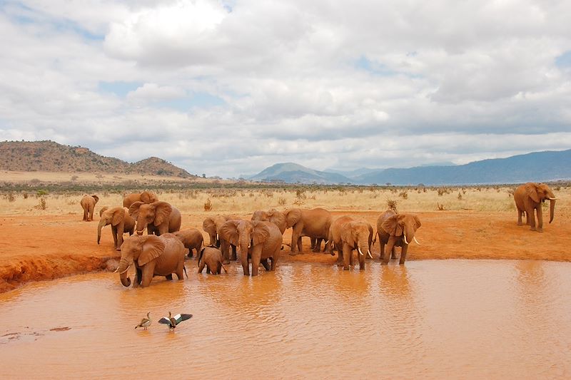 Safari confort dans les plus beaux parcs du Kenya et de la Tanzanie et découverte de Zanzibar