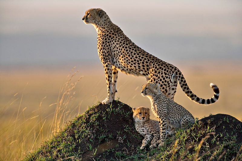 Safari confort dans les plus beaux parcs du Kenya et de la Tanzanie et découverte de Zanzibar