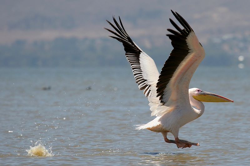 Safaris en 4X4, à pied, à vélo et en bateau dans les parcs du Lac Nakuru, Amboseli et Naivasha et plages paradisiaques de Diani 