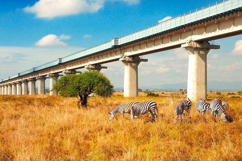 Zèbres près de la ligne de chemin de fer Mombasa - Nairobi - Kenya