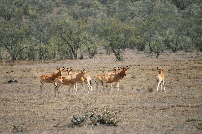 Bubales dans le parc national de Hell's Gate - Kenya