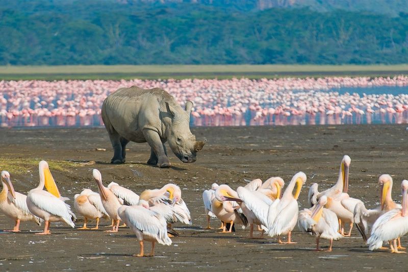 Kenya, le safari dans tous ses états ! 