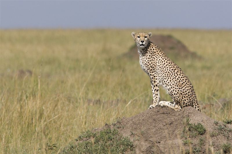 Guépard - Réserve Nationale de Masaï Mara - Kenya