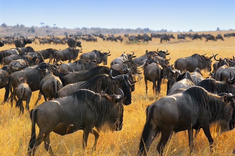 Deux jours de randonnée sur les collines de Loita avant un grand safari sur Masai Mara. Une véritable immersion chez les masais.