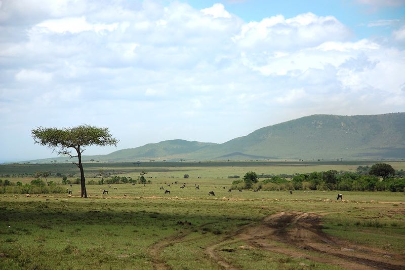  Réserve nationale du Masai Mara - Kenya 