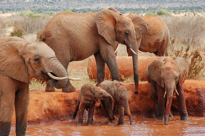 Éléphants dans le parc national de Tsavo Est - Kenya