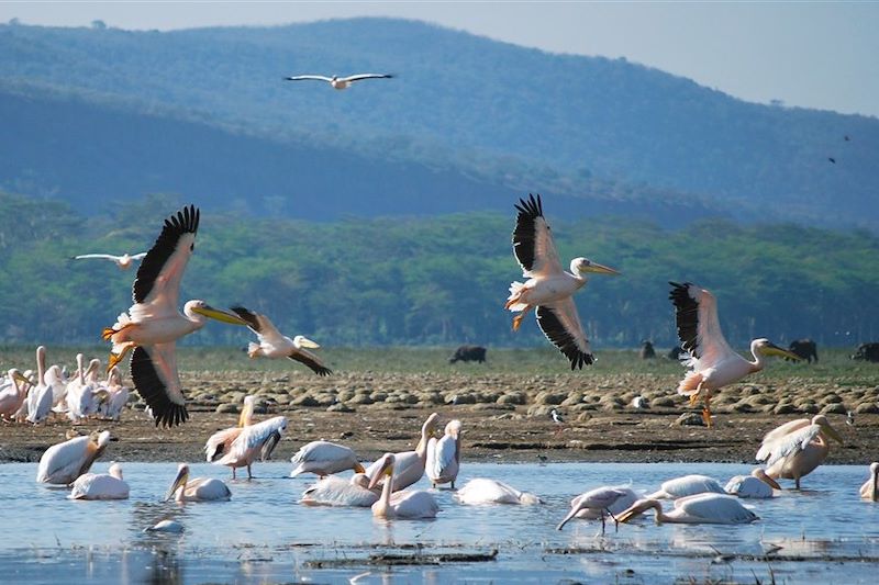 Pélicans sur le lac Nakuru - Kenya