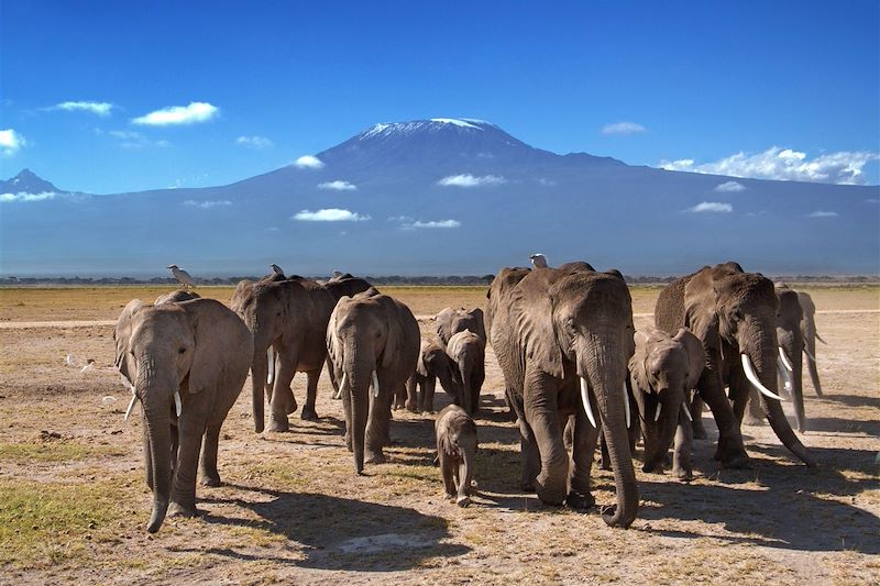 Safari en 4x4 dans la réserve du Masai Mara et le parc Amboseli, safari à pied au Lac Naivasha et détente sur les plages de Diani