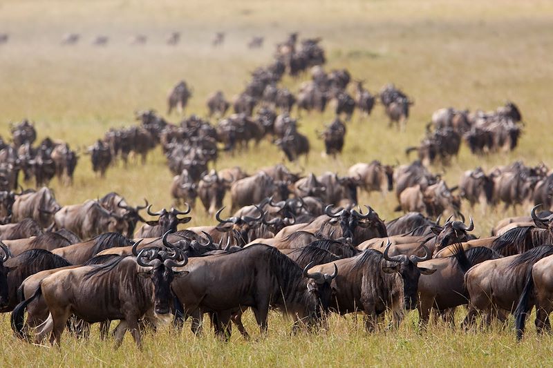 Safari en 4x4 dans la réserve du Masai Mara et le parc Amboseli, safari à pied au Lac Naivasha et détente sur les plages de Diani