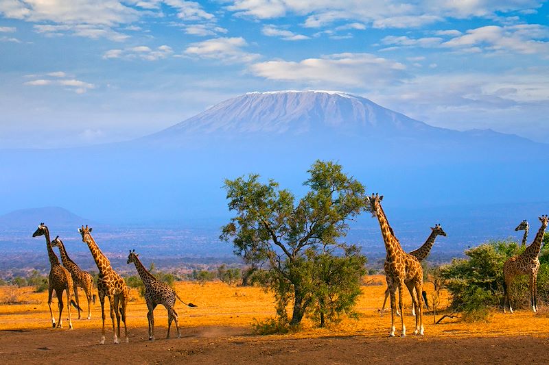 Safari en 4x4 dans la réserve du Masai Mara et le parc Amboseli, safari à pied au Lac Naivasha et détente sur les plages de Diani