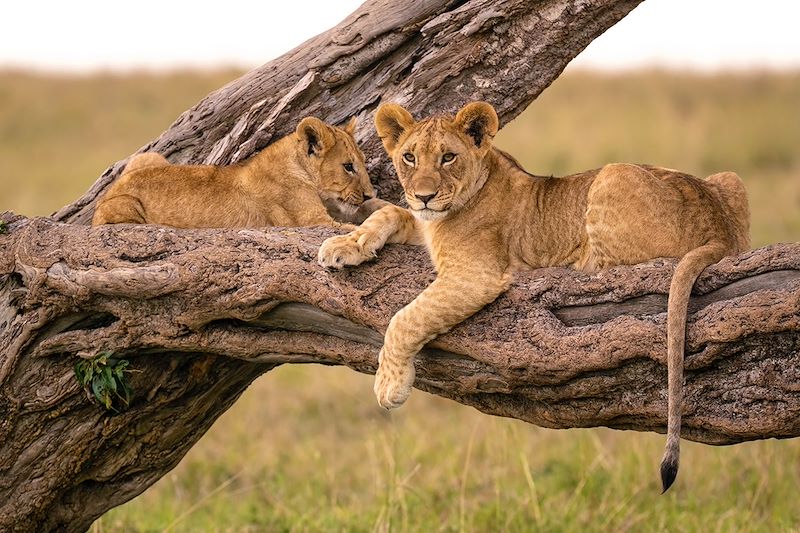 Safari en 4x4 dans la réserve du Masai Mara et le parc Amboseli, safari à pied au Lac Naivasha et détente sur les plages de Diani