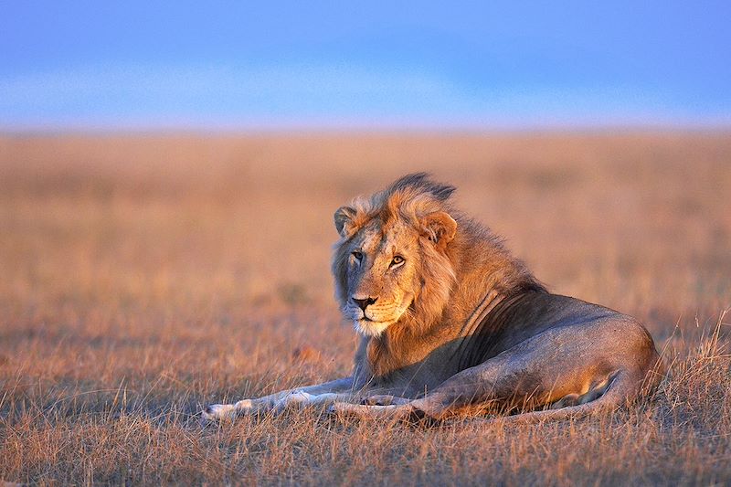 Safari en 4x4 dans la réserve du Masai Mara et le parc Amboseli, safari à pied au Lac Naivasha et détente sur les plages de Diani