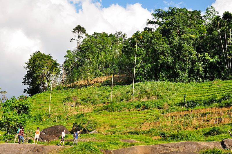 Découverte du Sri Lanka, entre trajet insolite en train, site majestueux, safari et nuit au monastère bouddhiste.