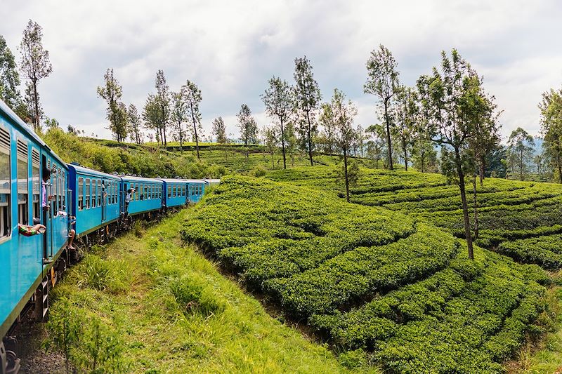 Un train cheminant à travers des plantations - Sri Lanka