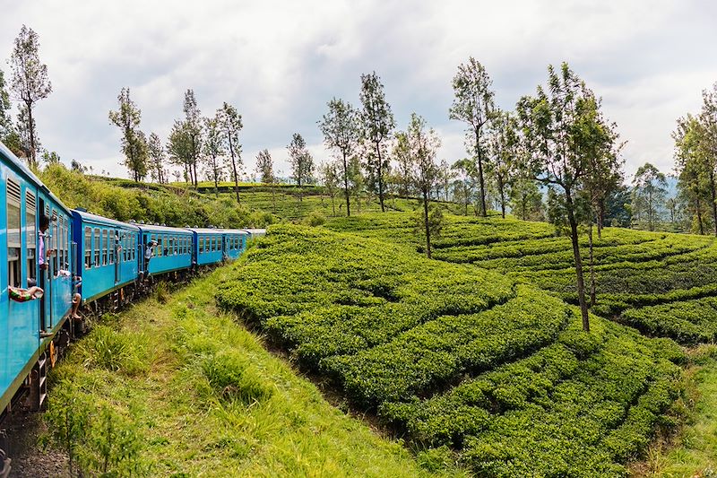 Un train cheminant à travers des plantations - Sri Lanka