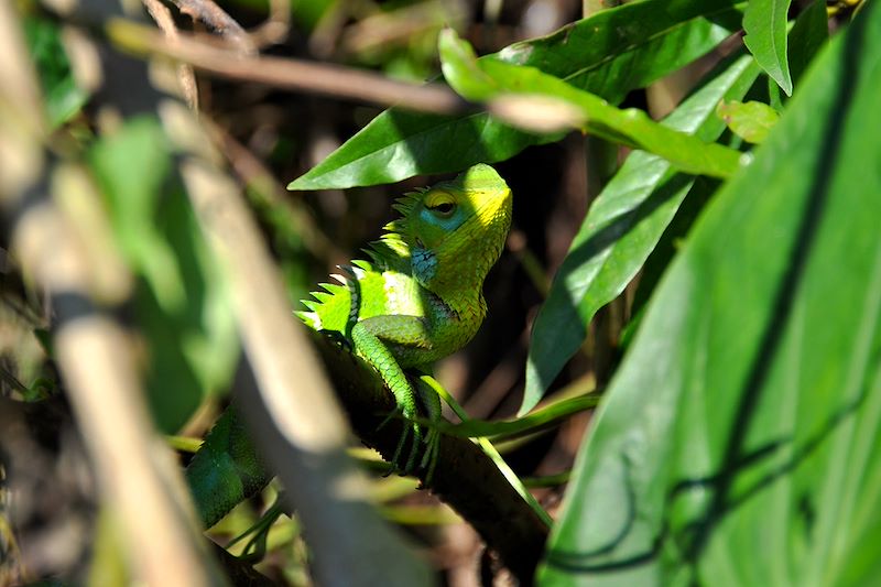 Iguane - nuckles Range - District de Kandy - Sri Lanka