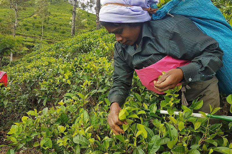 Ascension de l'Adam's Peak, randonnée dans les villages, baignade aux cascades, visite des plantations de thé d'Haputale