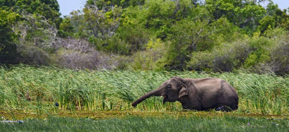 Best of du Sri Lanka en écolodge, entre découverte hors des sentiers battus et safari au milieu d'une nature préservée !
