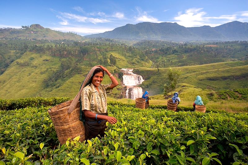 Circuit au Sri Lanka en 10 jours avec chauffeur, un concentré de plaisir dans le triangle culturel et les plantations de thé.