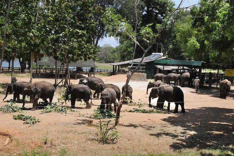 Orphelinat d'éléphants - Udawalawa - Sri Lanka