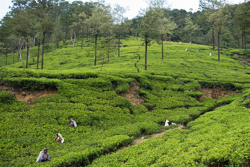 Best of du Sri Lanka en écolodge, entre découverte hors des sentiers battus et safari au milieu d'une nature préservée !