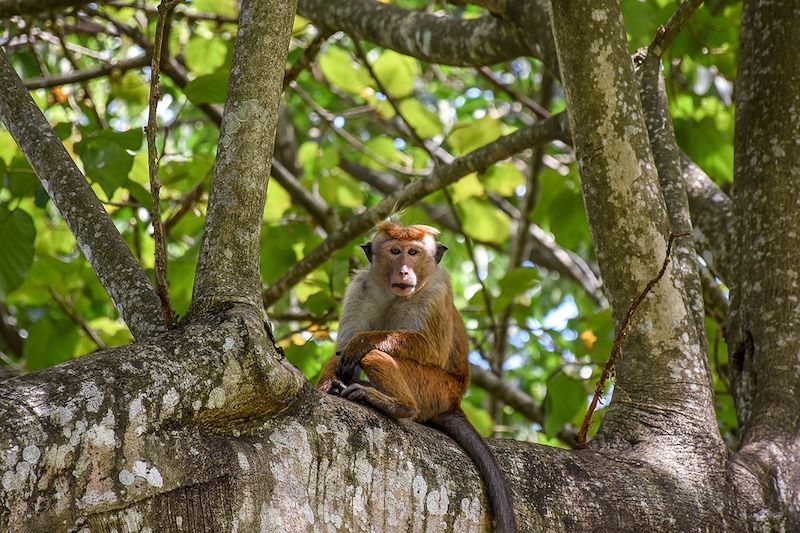 Petit singe dans le jardin botanique de Peradeniya - Kandy - Sri Lanka